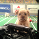 Illustration for article titled Plexiglas, poop, and penguins: Life behind the scenes on the Puppy Bowl